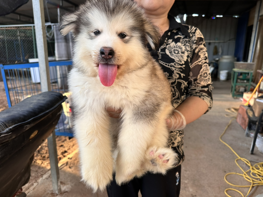 阿拉斯加幼犬，毛厚可爱，性格友好，绝佳陪伴宠物