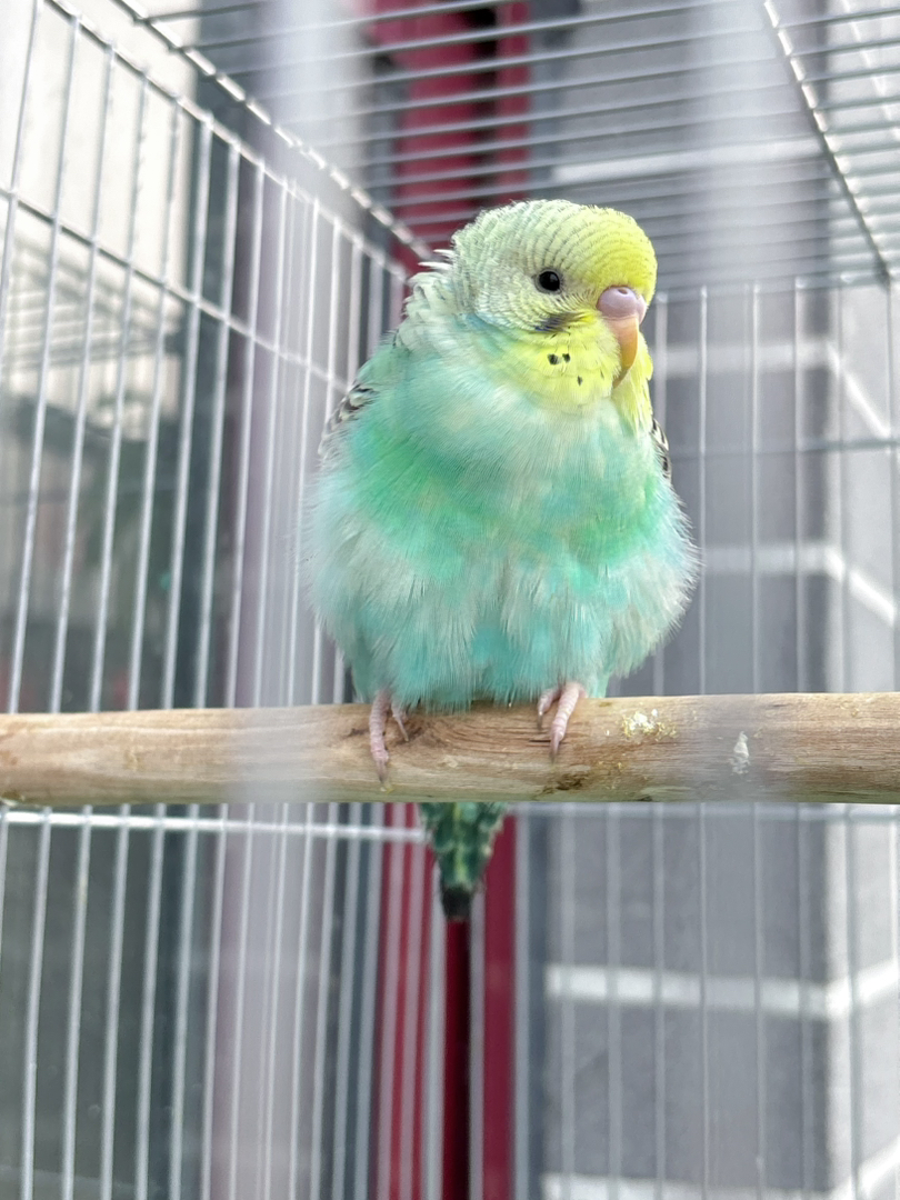 可爱虎皮鹦鹉，小巧玲珑，羽毛漂亮，易养宠物