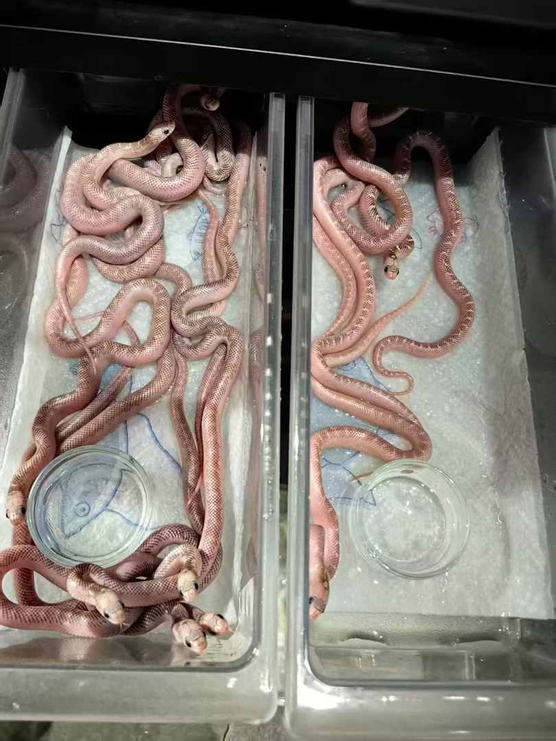 白边布鲁克 疫苗已打 运输包活