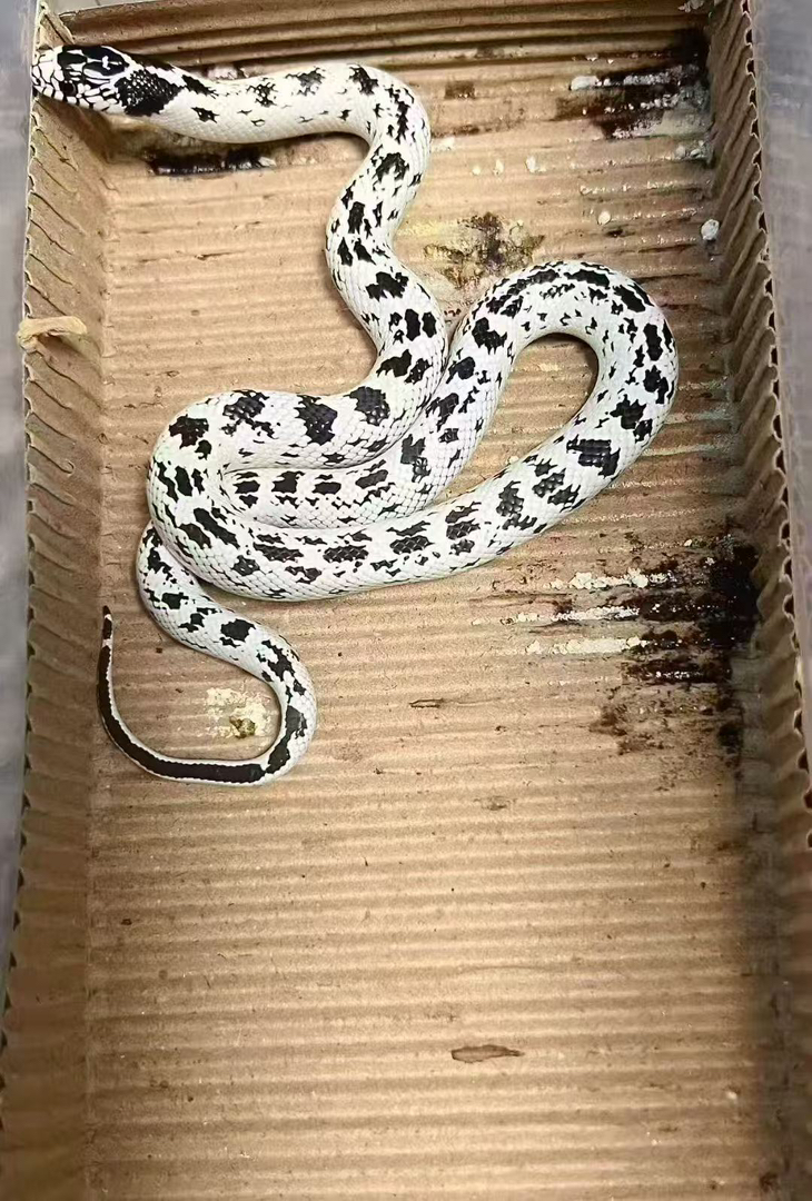 高白王蛇苗子包邮包活包风险好养适合新手，蛇不能也不需要打疫苗