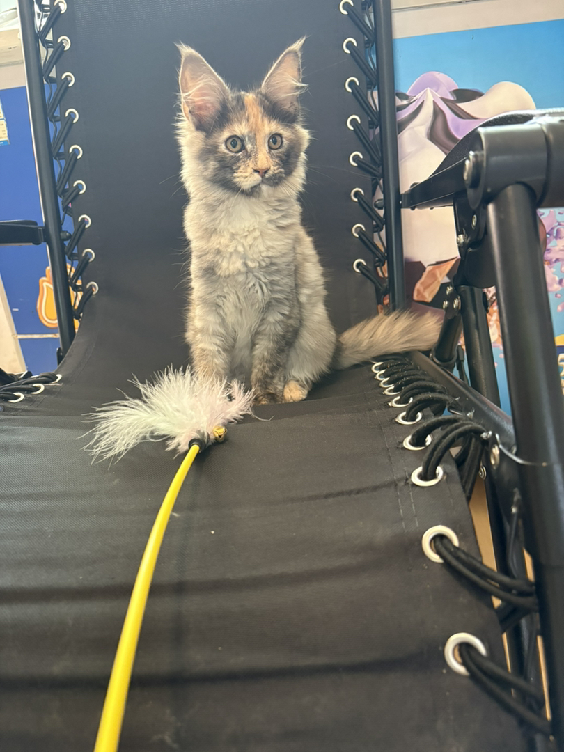 三花玳瑁缅因妹妹，自己家养的包健康售后