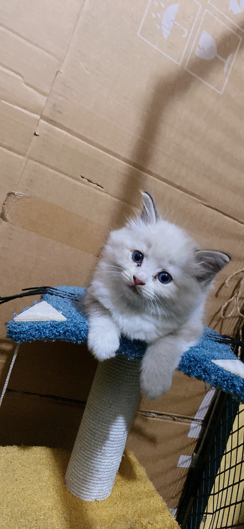 布偶猫