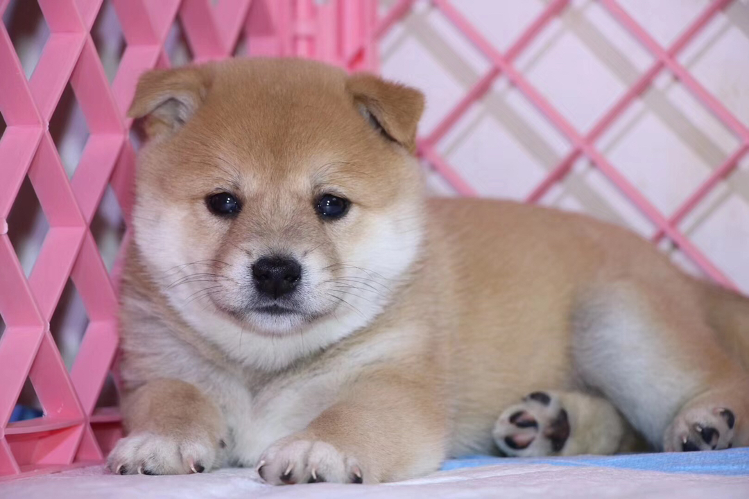 柴犬幼犬，呆萌可爱，毛色暖棕，治愈系小天使