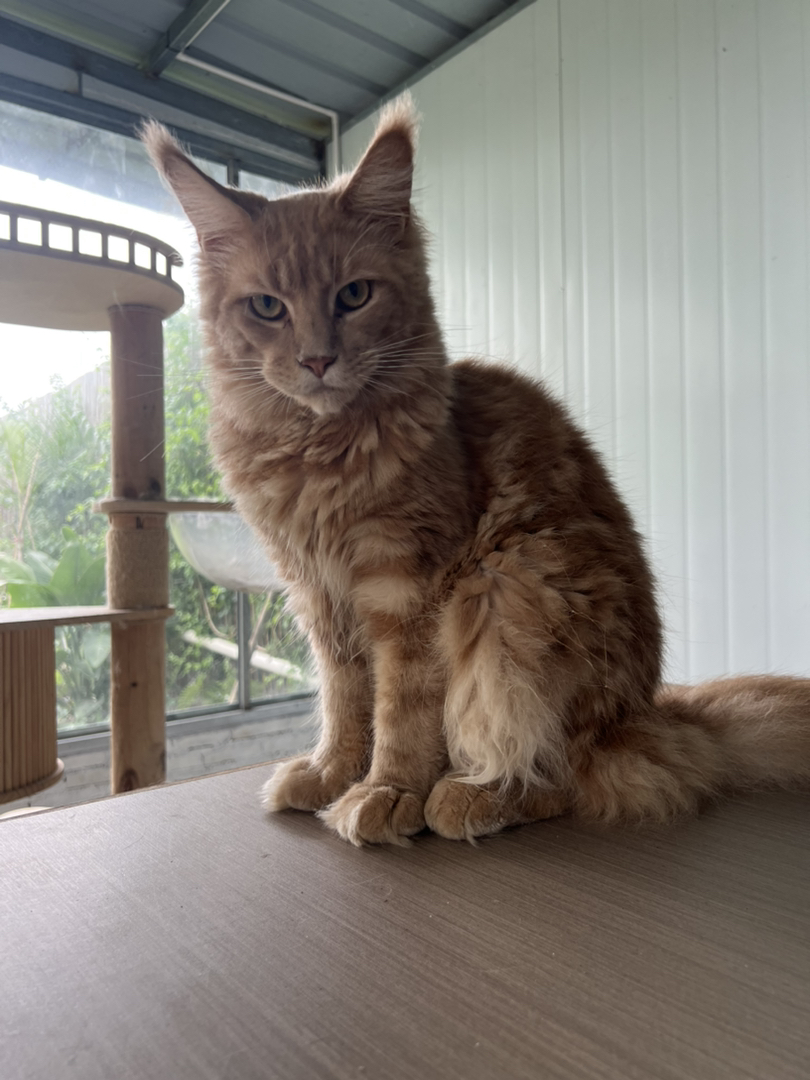 纯种俄系缅因猫小红虎带血统疫苗齐全