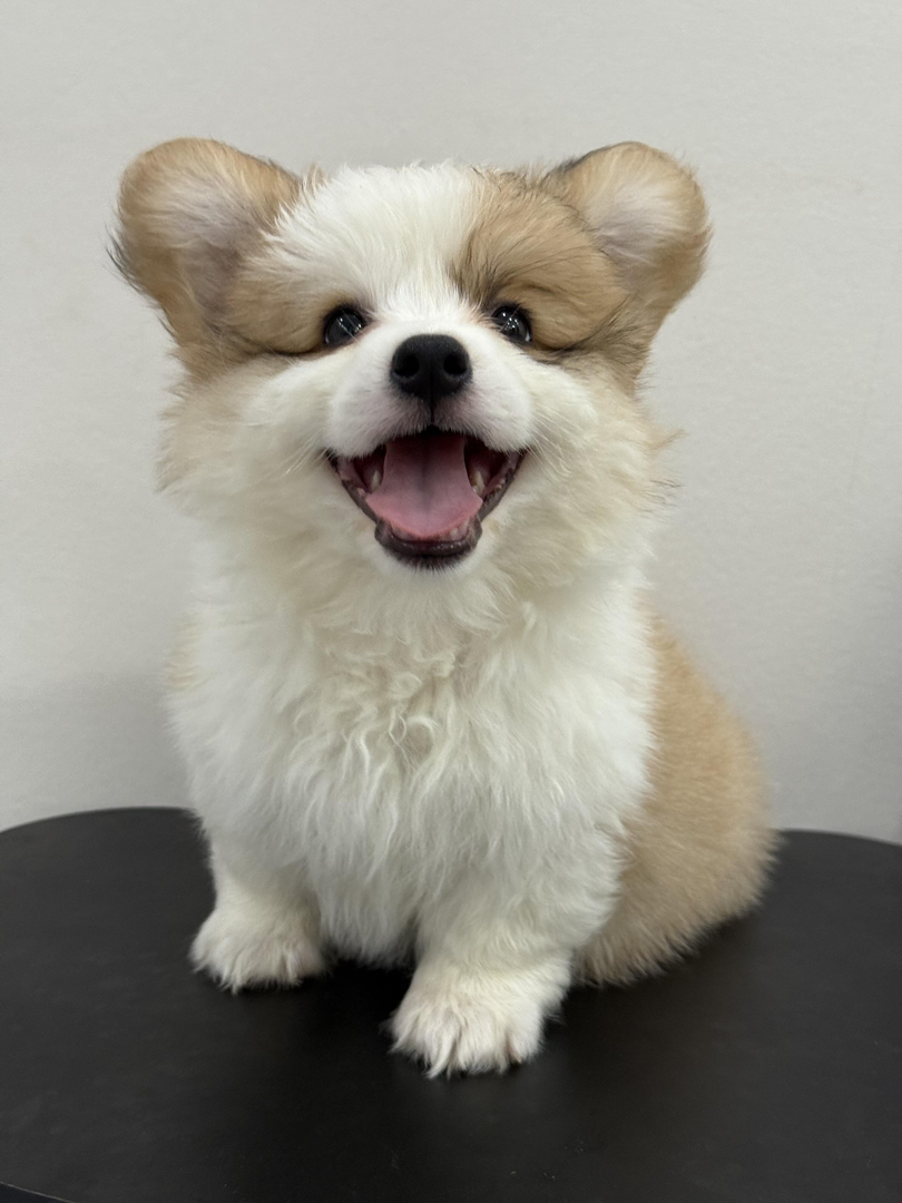 可爱柯基幼犬，短腿长毛颜值高，性格温顺乖巧惹人爱