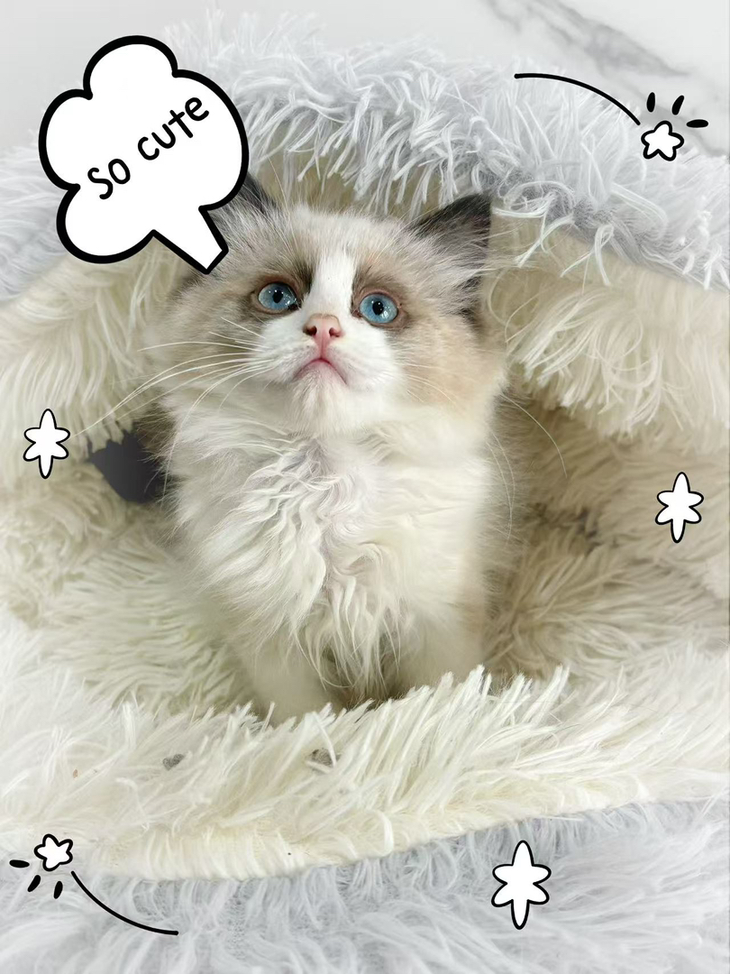 布偶猫
