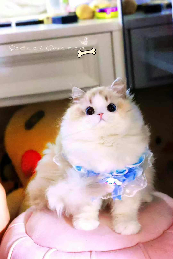 布偶猫宝宝❤平台推荐