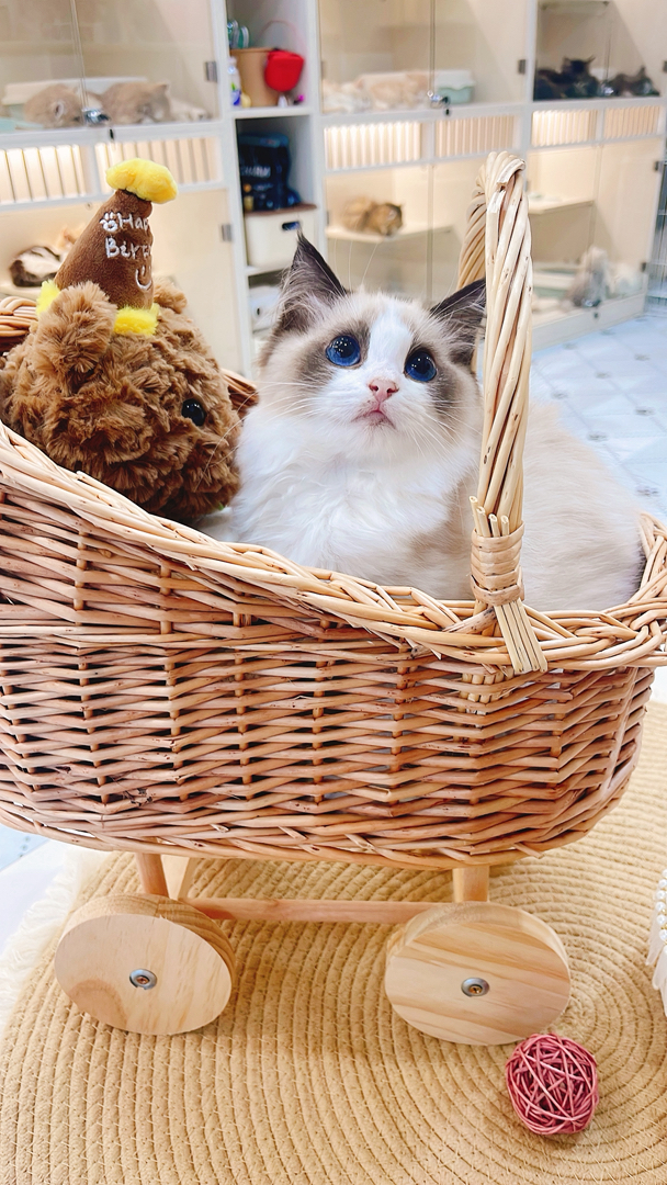 布偶猫(仙女猫),蓝眼蓬松毛,品相甜美,温顺粘人,家庭伴侣优选
