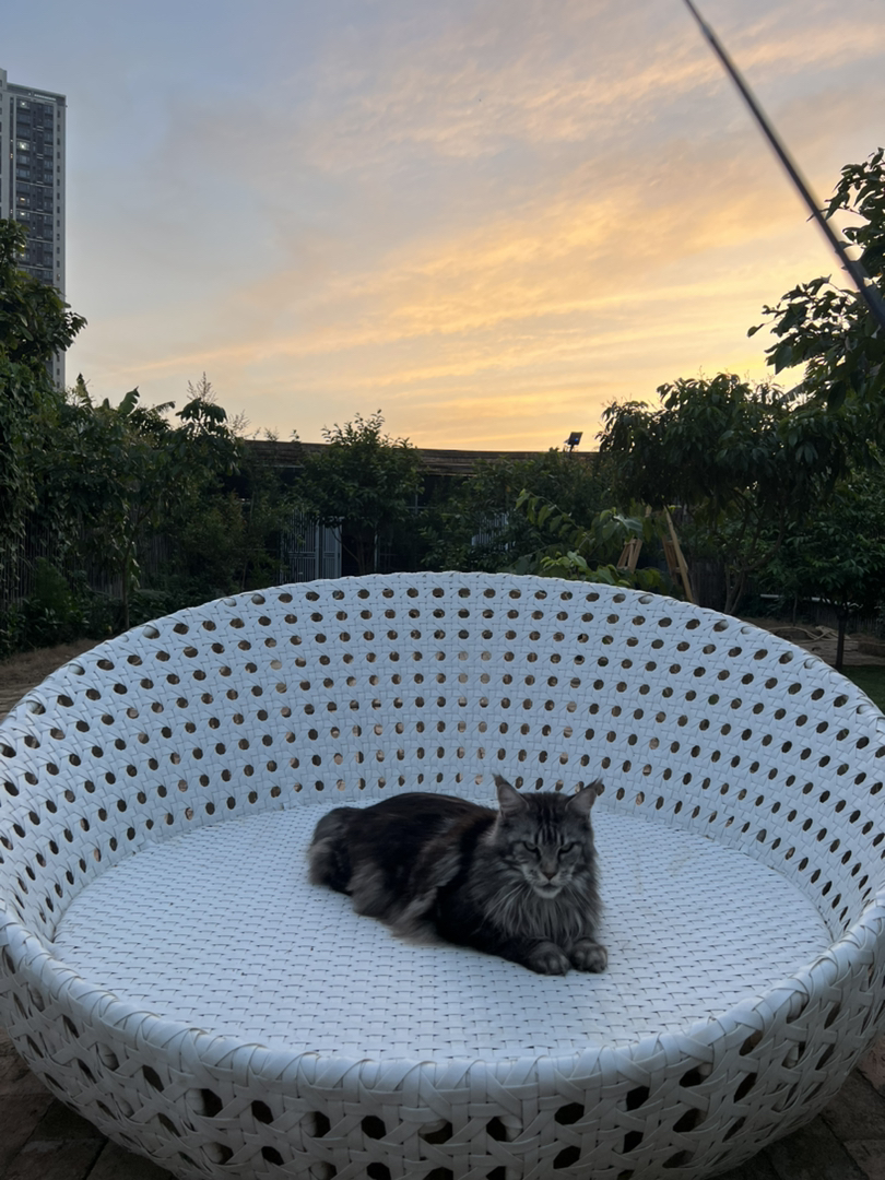纯种俄系缅因猫丨多种色系可选丨三针疫苗齐全