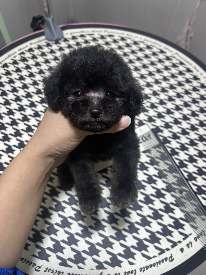 微小体灰泰迪母