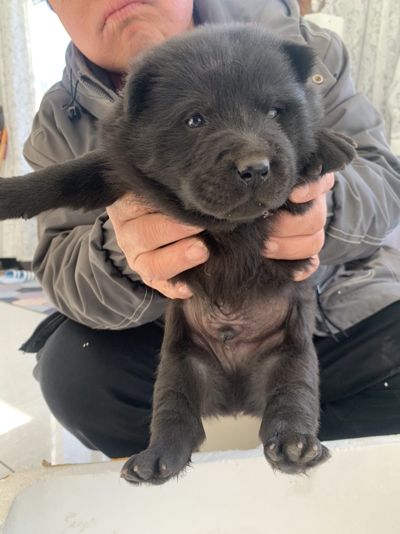 五黑犬、虎头猫耳、四肢粗壮、精品五黑、