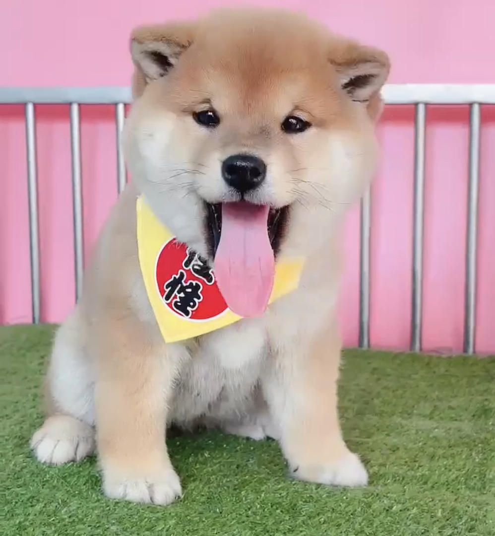 净脸柴犬宝宝❤️赤色柴犬