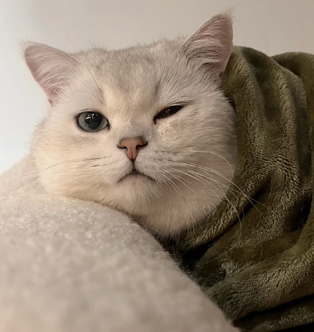 英短银渐层,大眼萌猫,毛软圆润,颜值与可爱并存