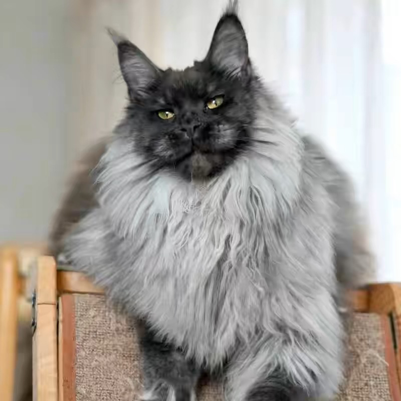 爆毛缅因猫❤️烟熏色缅因猫