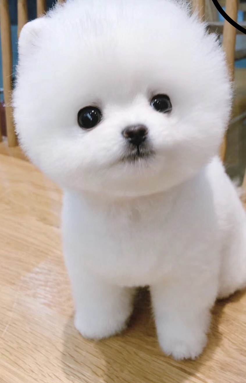 博美(俊介装)幼犬,雪白蓬松大眼呆萌,乖巧粘人,家庭陪伴佳选
