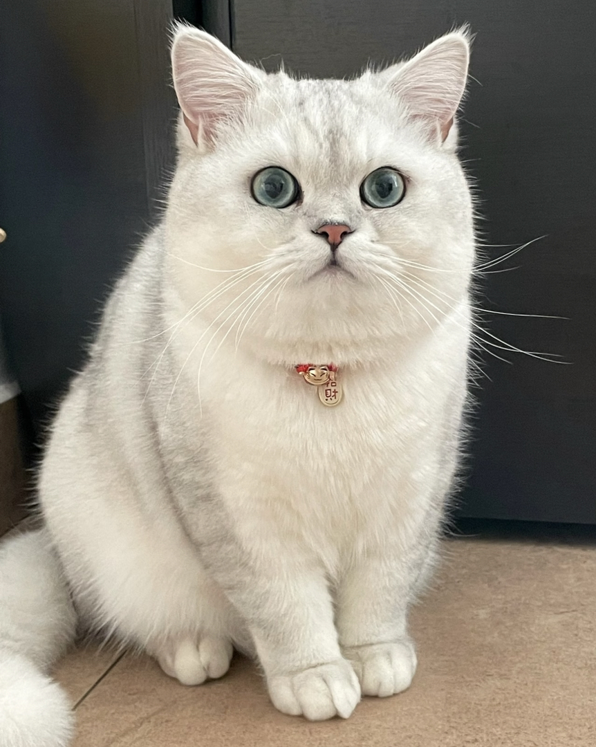 银渐层猫咪，颜值爆表，大眼萌宠，给你无尽的陪伴