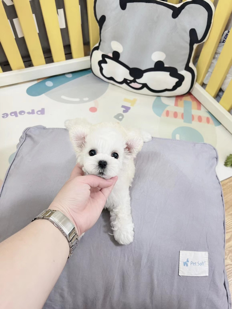 稀有纯白色雪纳瑞