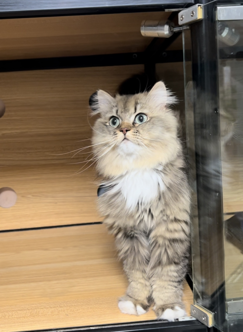 西伯利亚森林猫 是低敏猫，对猫毛过敏却又想养猫猫的家长有福啦！