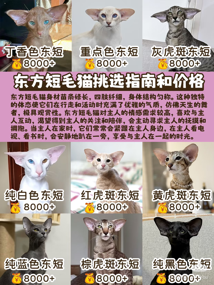 东方短毛猫东短猫小偿领养999