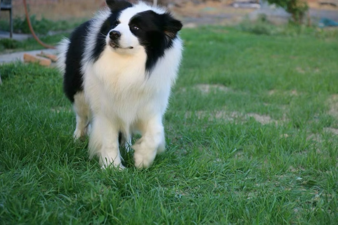 双血统带证书芯片❤️赛级边境牧羊犬
