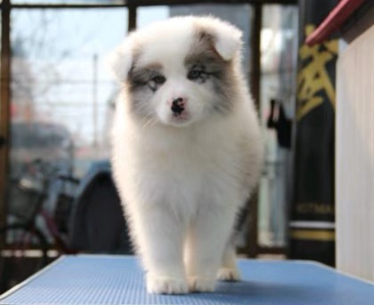 边境牧羊犬1888起步❤️疫苗齐全