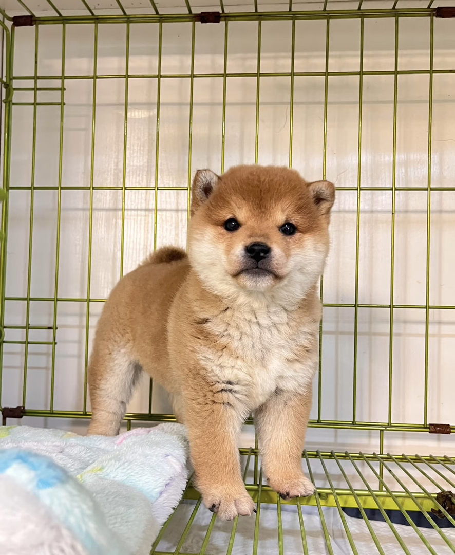 体味小、爱干净：柴犬几乎无体味，每月仅需洗1-2次澡，且有“洁癖”习惯，