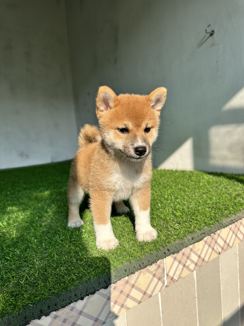 日本豆柴犬