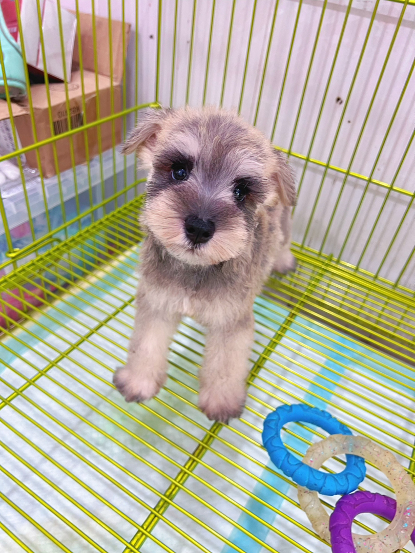浅椒盐雪纳瑞🐶
一针疫苗💉,左边dd右边mm
找新家🏠