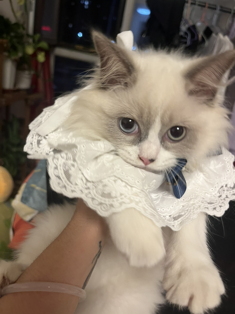 可爱公猫