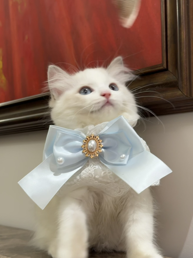 奶油色赛级双血统蓝双布偶猫，性格很好亲人
