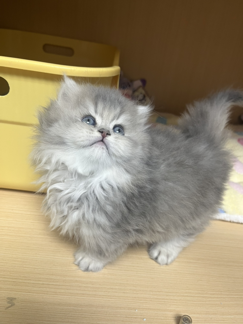 拿破仑弟弟 性格温顺