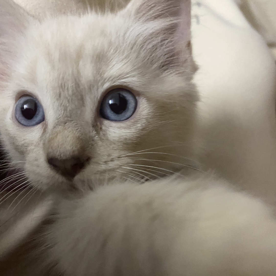 布偶猫
