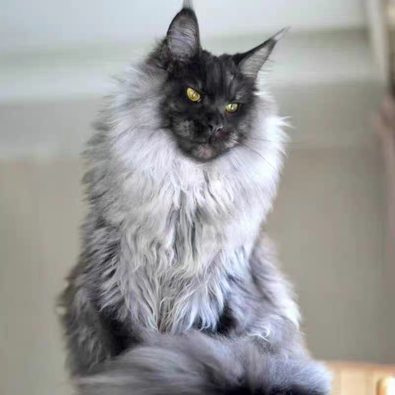 爆毛缅因猫❤️烟熏色缅因猫