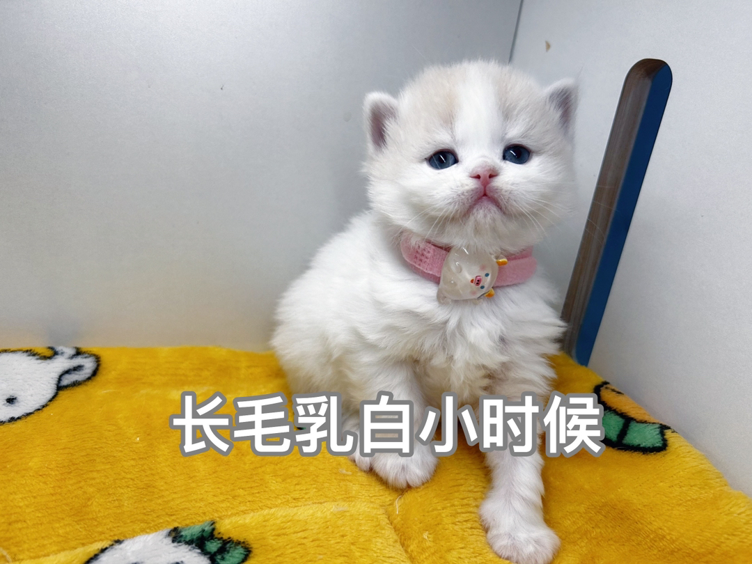 长毛乳白弟弟找主人