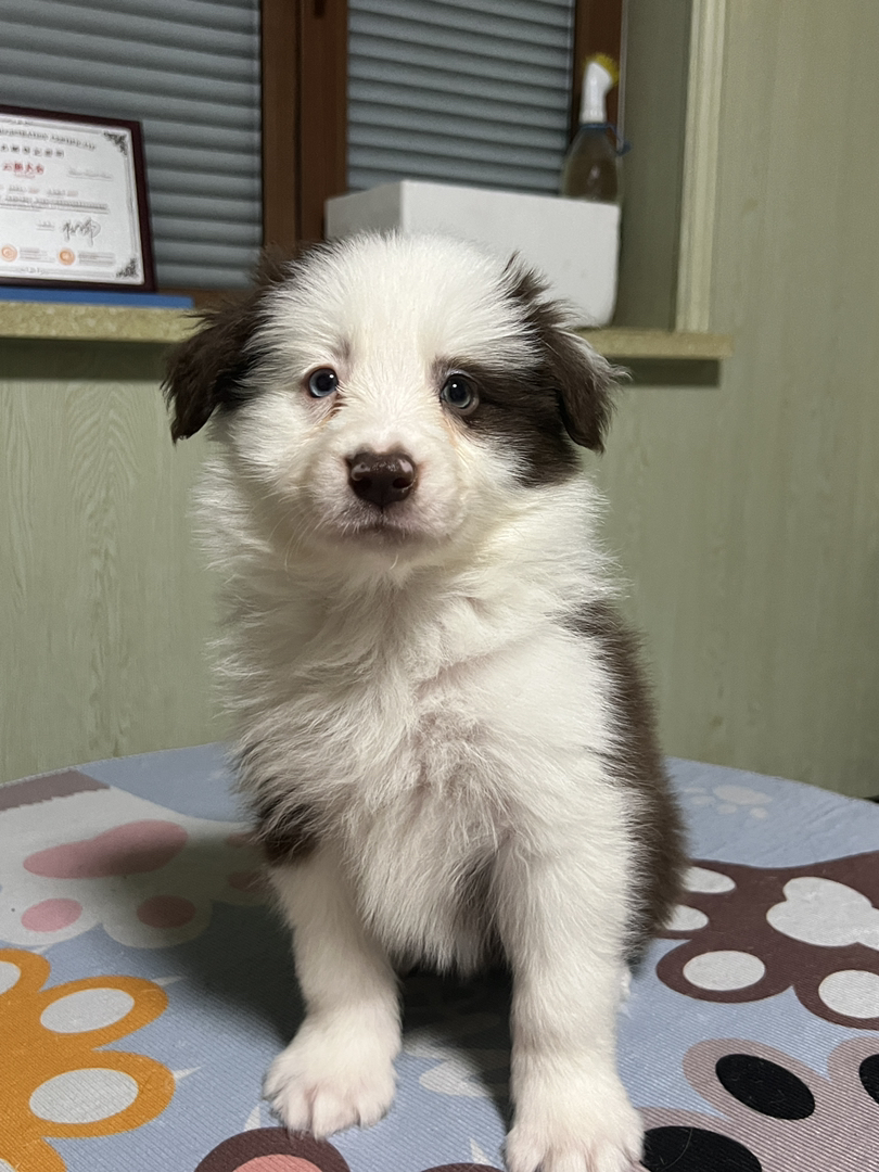 咖啡色超帅气海盗花色弟弟