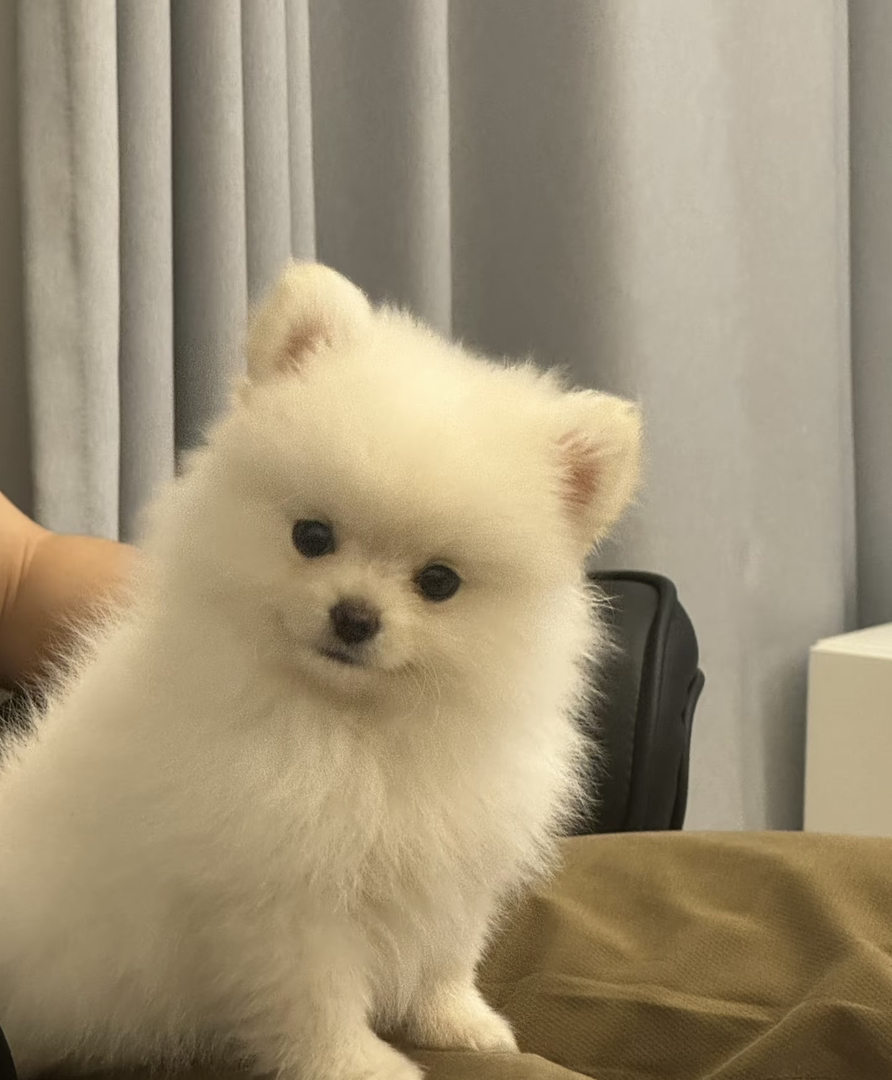 体型小巧：成年犬体重约2.5kg左右，适合小户型居住