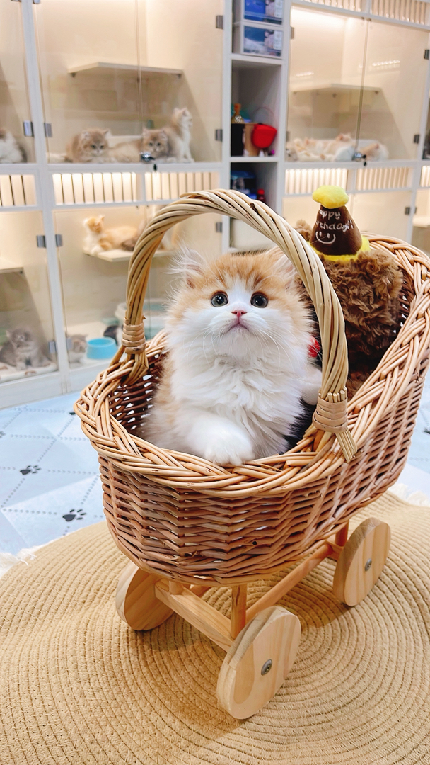 金加白高地