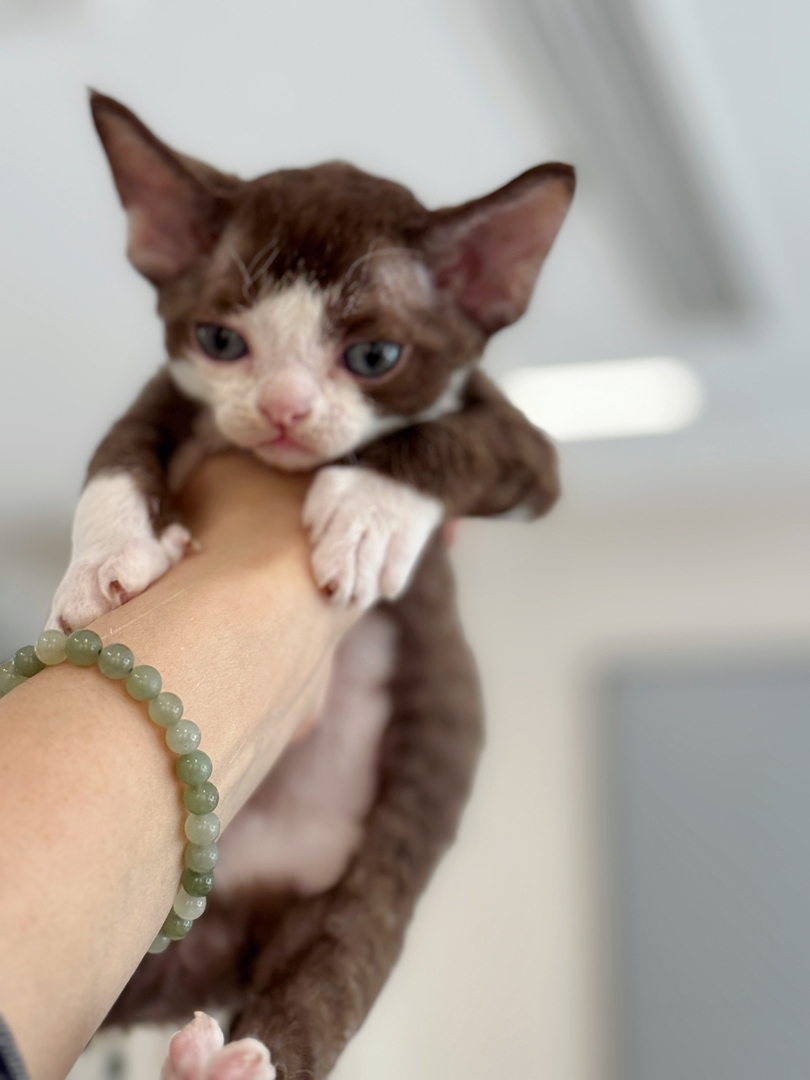 德文卷毛猫幼崽，卷毛可爱，个性活泼，独特魅力的宠物伴侣