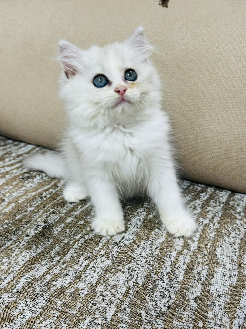 长毛银渐层妹妹