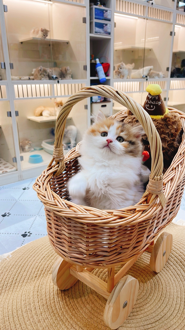 金三花高地