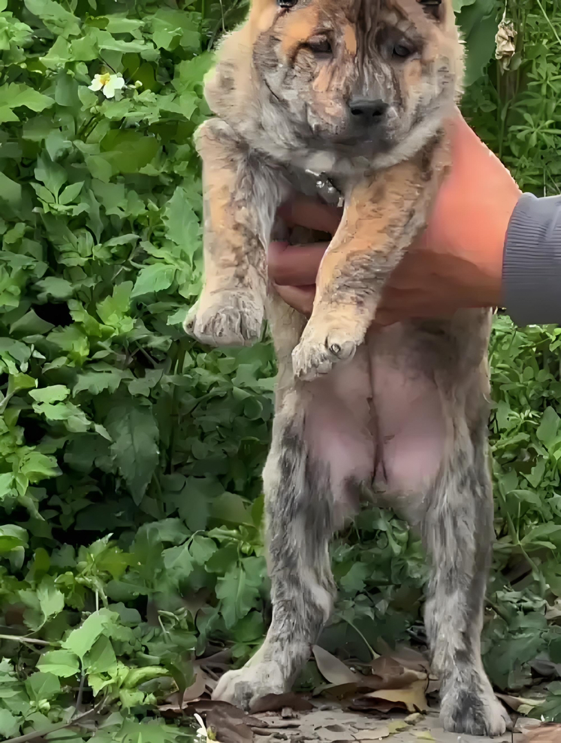 中华田园虎斑犬，淳朴可爱，聪明伶俐忠诚护主的最佳宠物选择