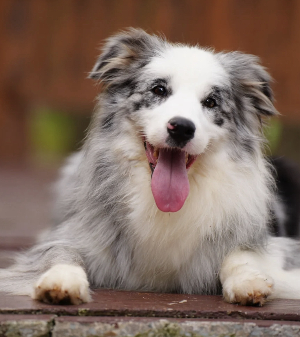 蓝色陨石边境牧羊犬