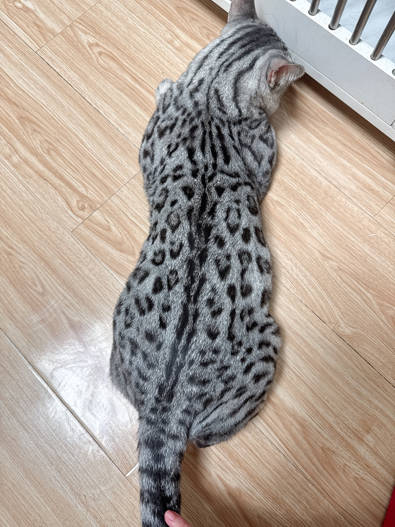 孟加拉豹猫银豹公-小玫瑰纹出售