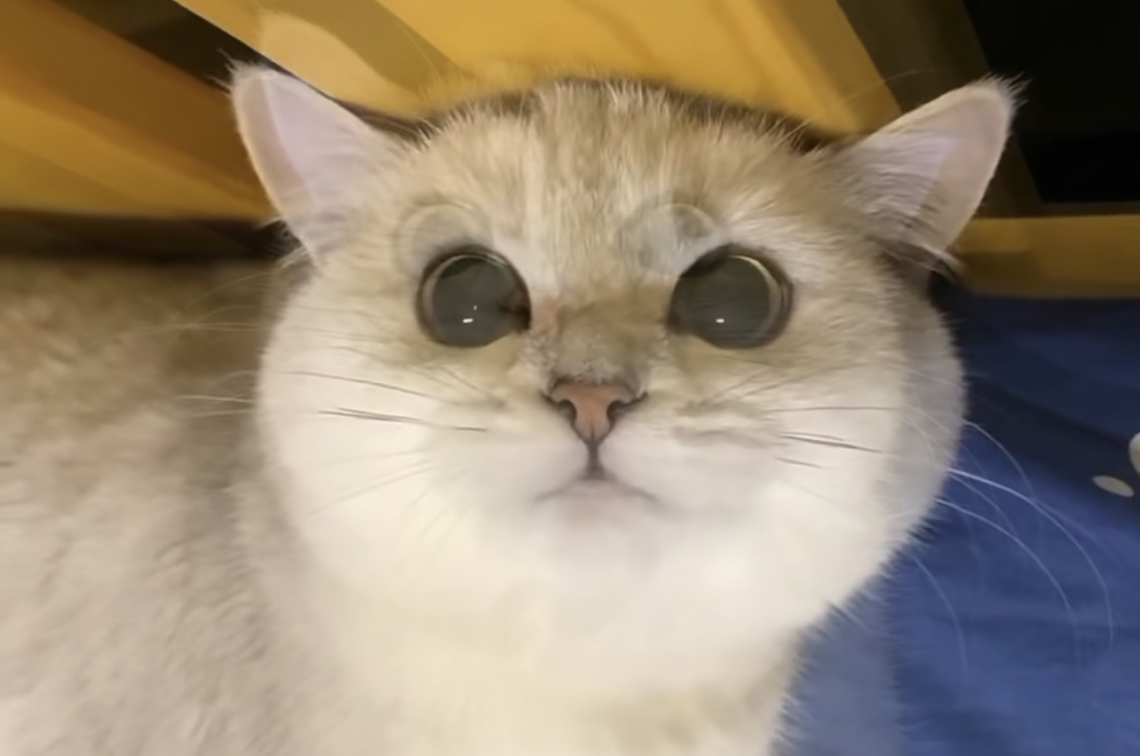 银渐层猫咪，颜值爆表，性格温顺，是理想的宠物伴侣