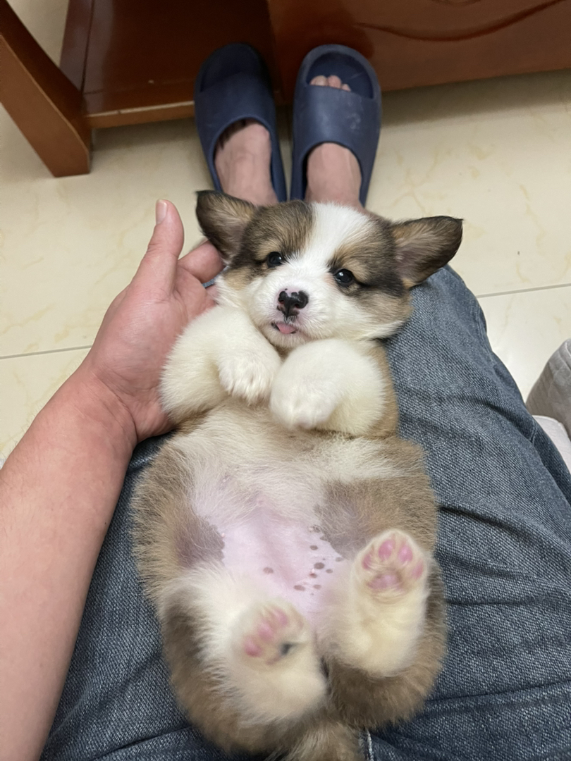 长毛可爱柯基幼犬，短腿萌态十足，治愈系小天使