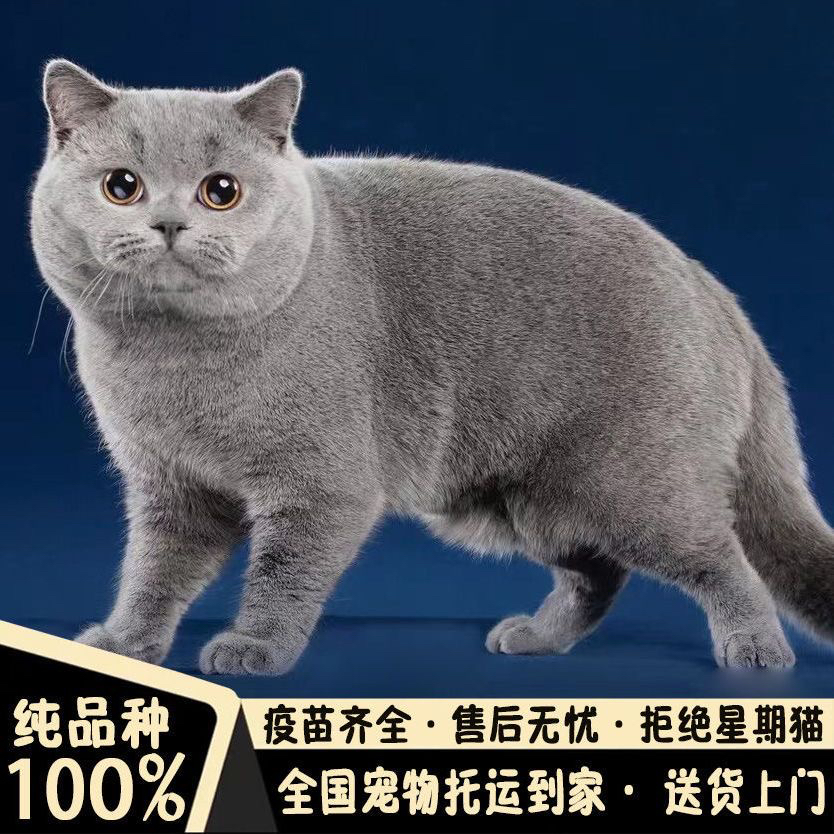 高端超级大胖脸包子脸蓝猫❤️平台推荐