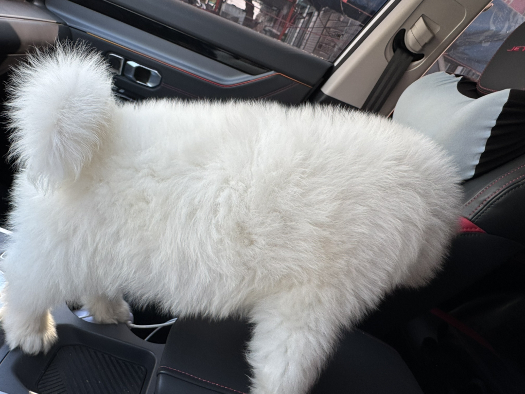 萨摩耶幼犬，毛白如雪，颜值超高，可爱萌宠首选