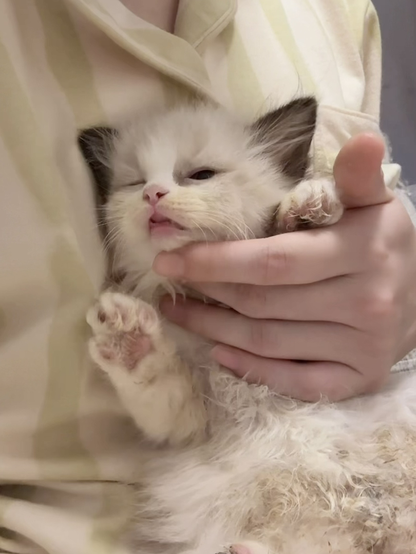 可爱布偶猫幼崽，颜值超高，性格温顺，治愈系萌宠
