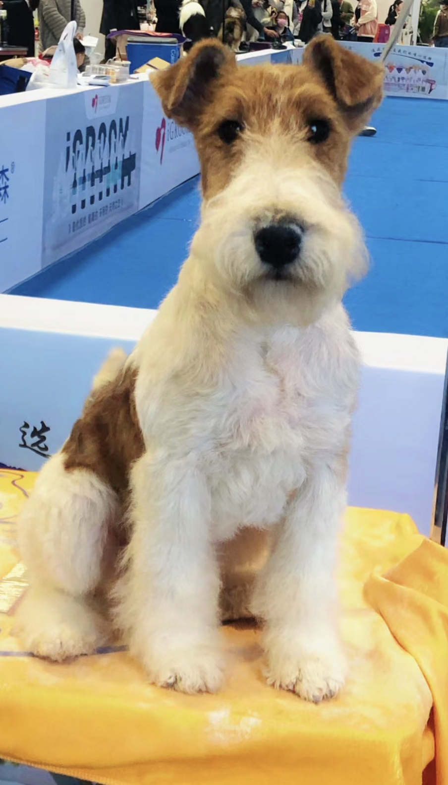 猎狐梗宝宝❤平台推荐