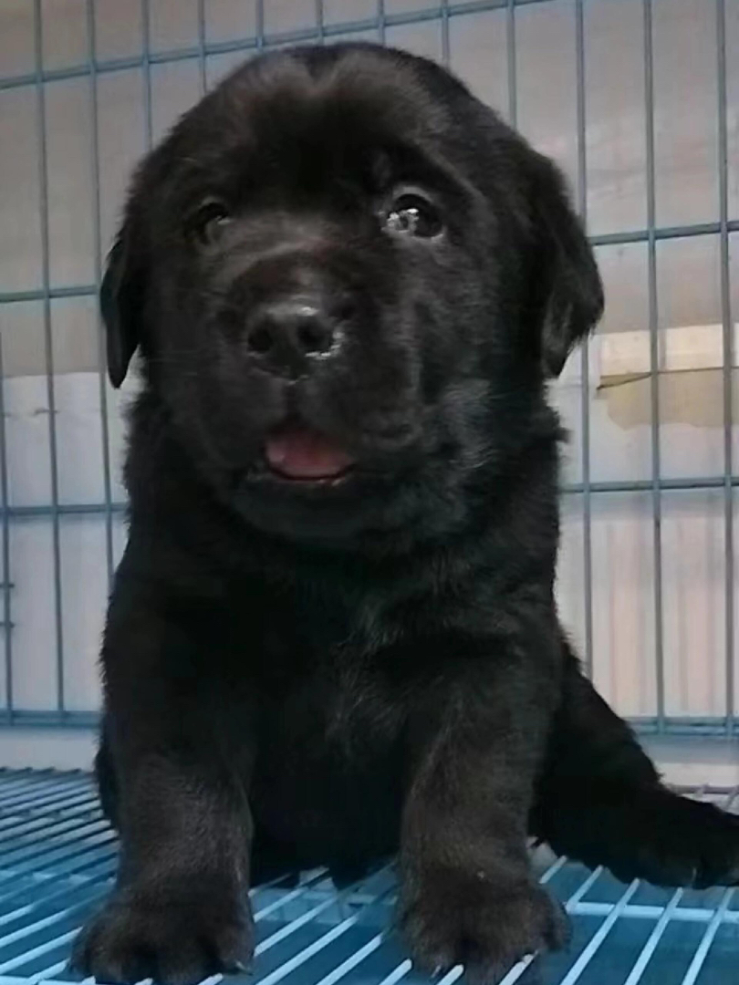 纯黑拉布拉多幼犬，呆萌可爱，聪明温顺，绝佳宠物伴侣